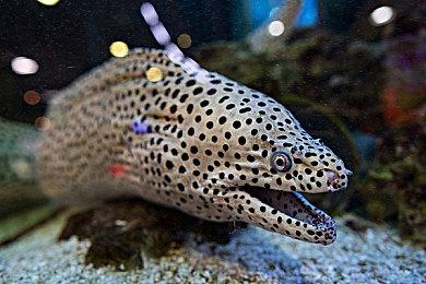 《超次元游戏海王星：重生》三部曲NS版新预告 5月23日发售